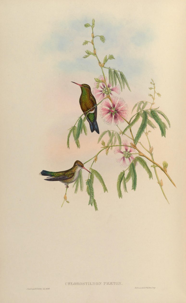 Chlorostilbon phaethon da John Gould
