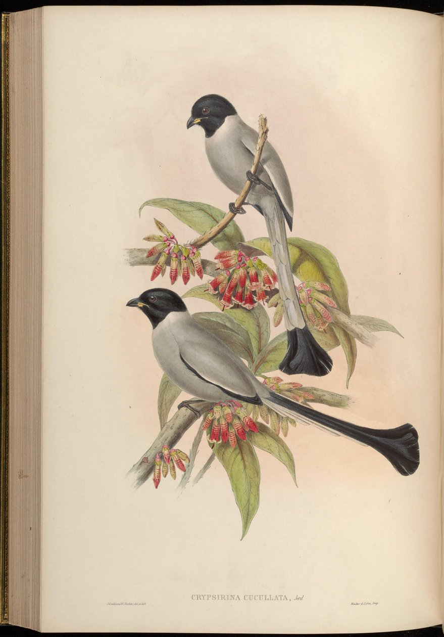 Chrypsirhina cucullata da John Gould