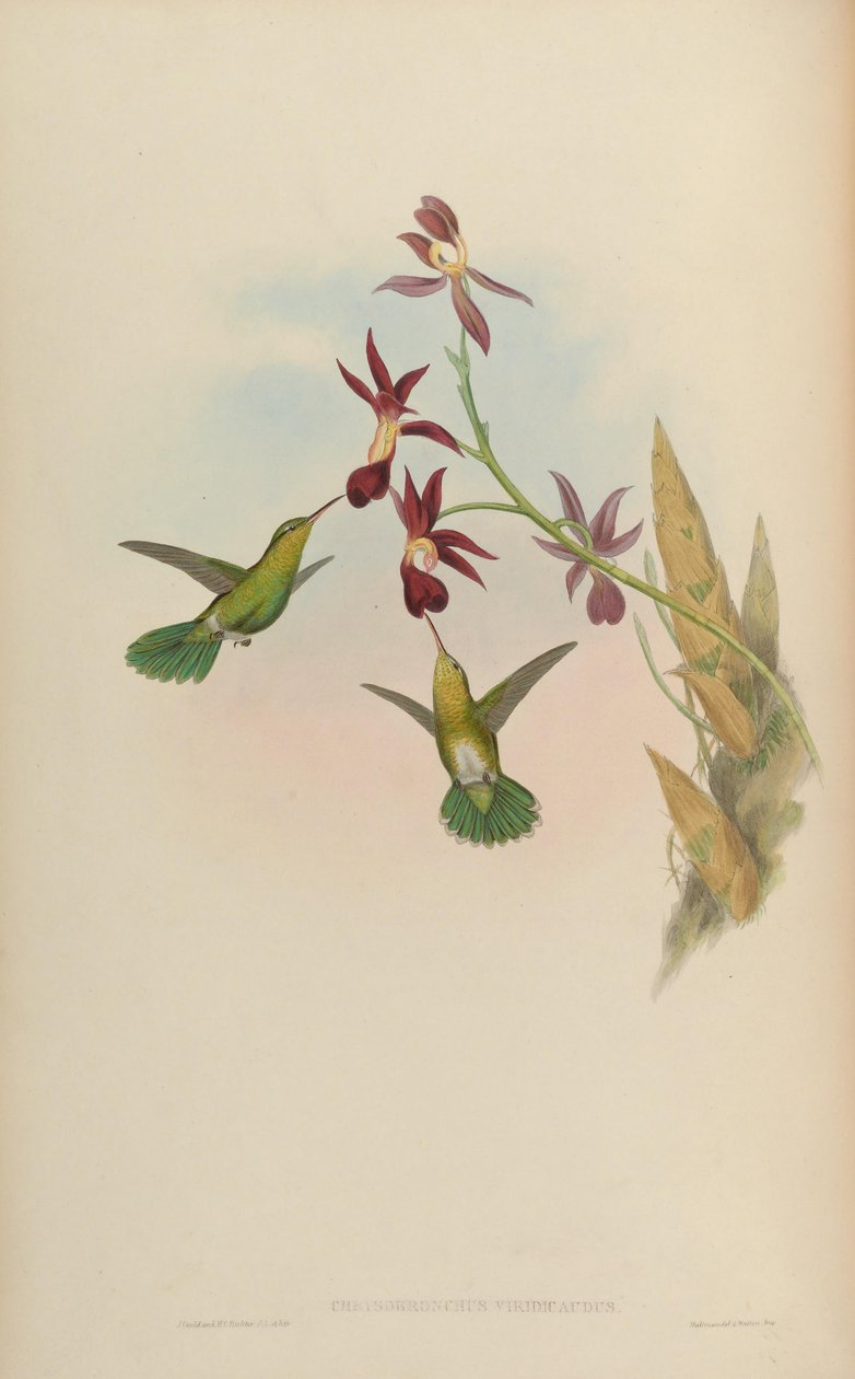 Chrysobronchus viridicauda = Amazilia viridicauda da John Gould