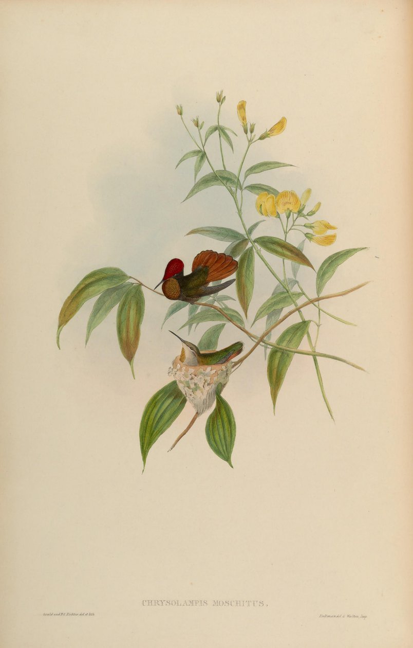 Chrysolampis moschitus da John Gould