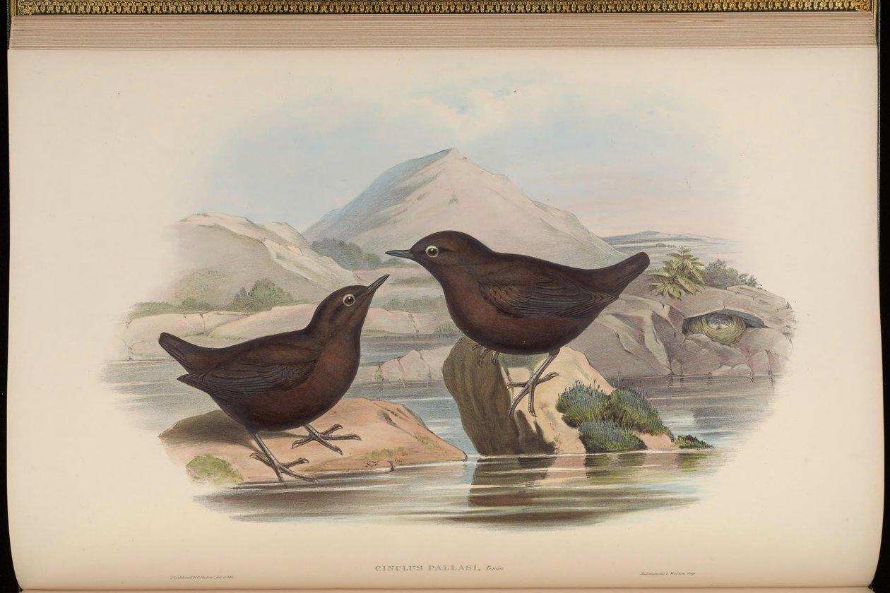 Cinclus pallasii da John Gould