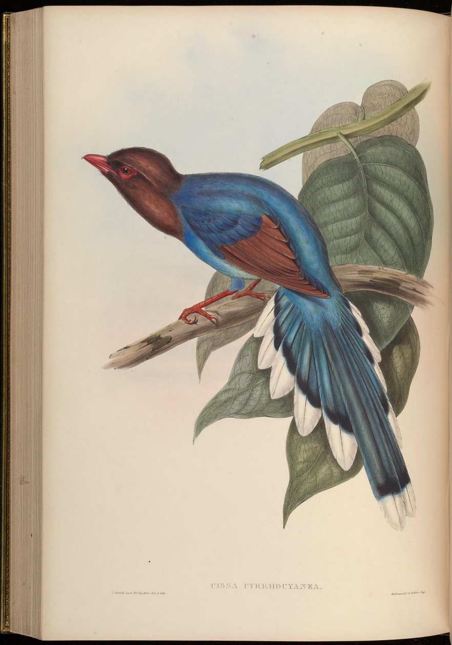 Cissa pyrrhocyanea = Urocissa ornata da John Gould