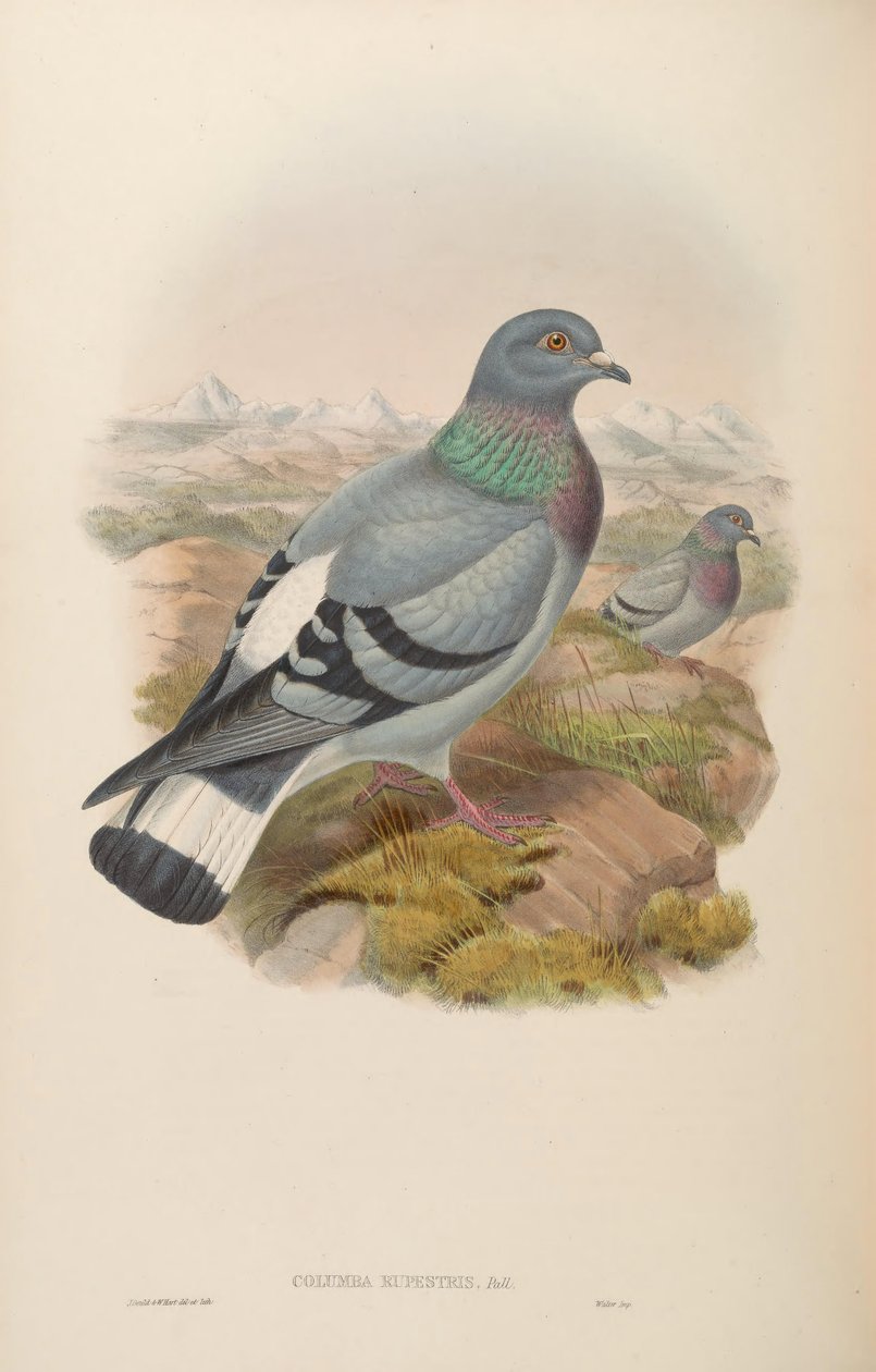 Columba rupestris da John Gould