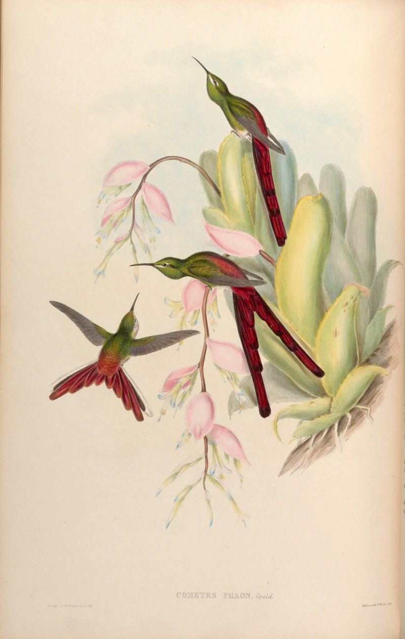 Cometes phaon = Sappho sparganura da John Gould