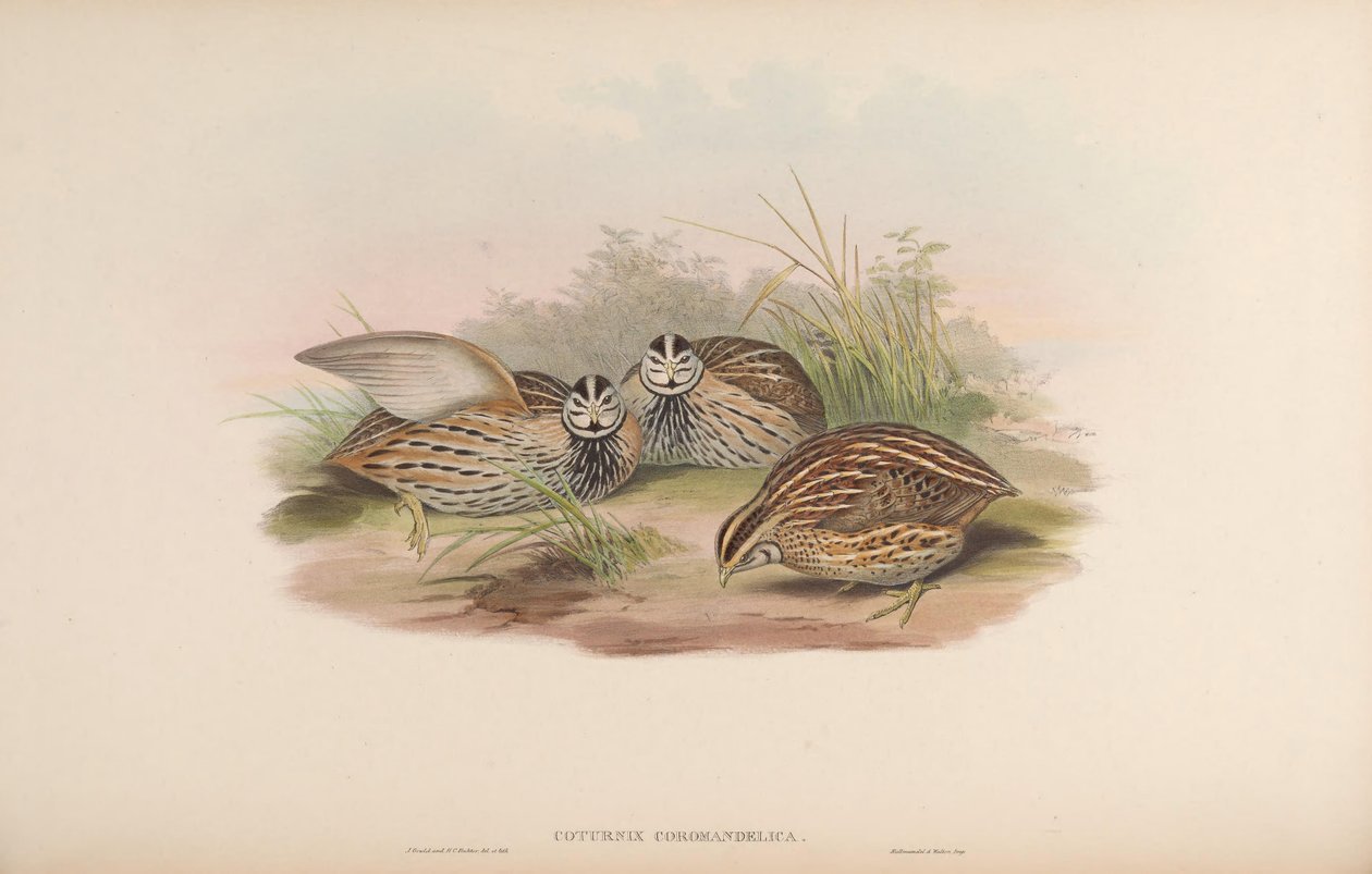 Coturnix coromandelica da John Gould