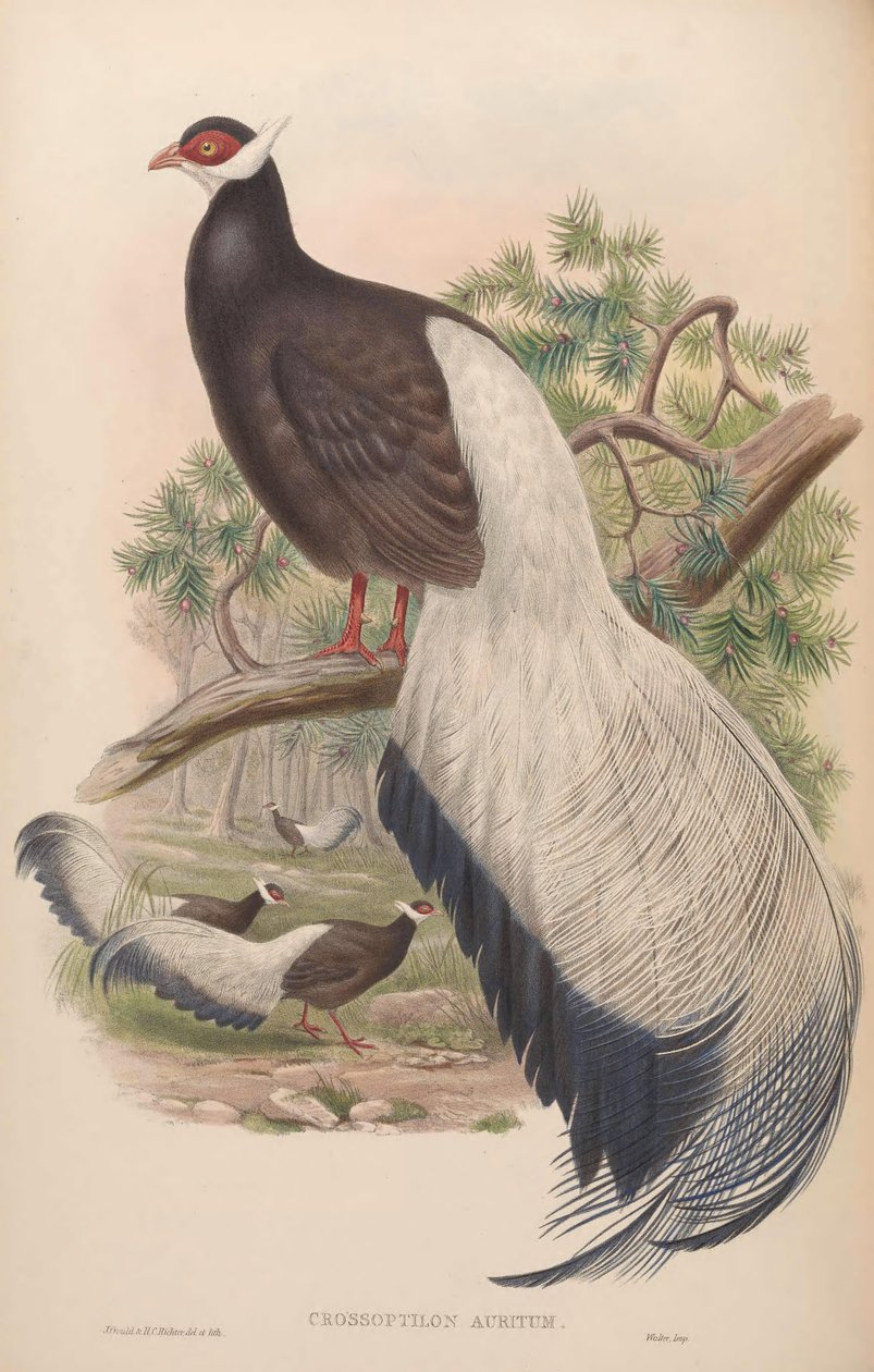 Crossoptilon auritum da John Gould
