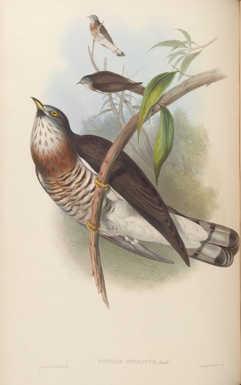Cuculus strenuus da John Gould