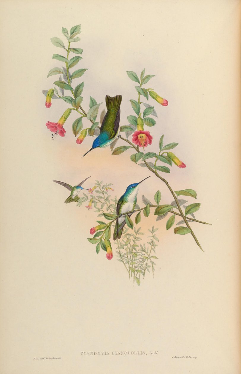 Cyanomyia cyanicollis da John Gould