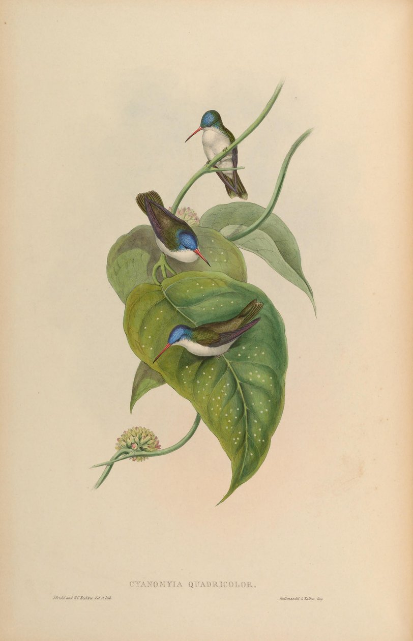 Cyanomyia quadricolor da John Gould