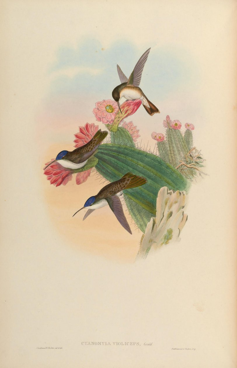 Cyanomyia violiceps da John Gould