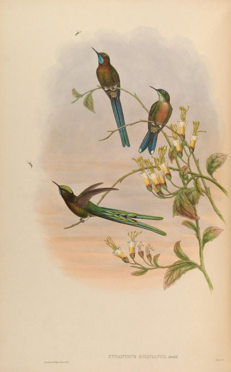 Cynanthus bolivianus = Aglaiocercus kingi smaragdinus da John Gould