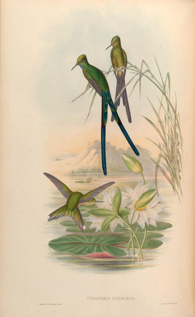 Cynanthus cyanurus = Aglaiocercus kingi da John Gould