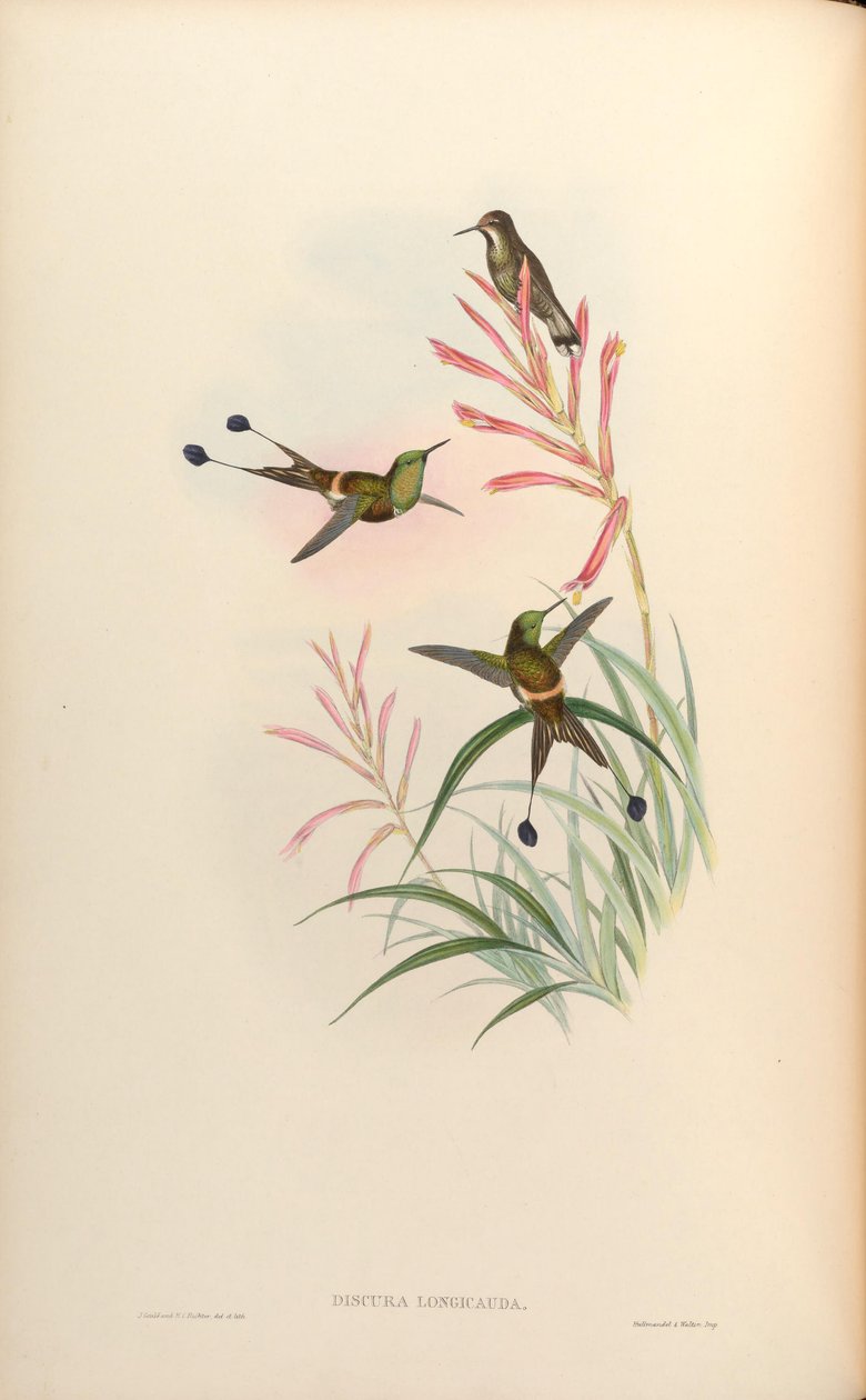 Discura longicauda da John Gould