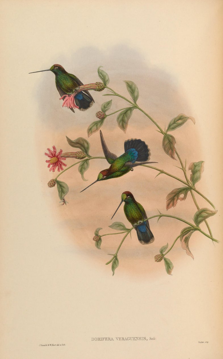 Dorifera veraguensis = Doryfera ludovicae veraguensis da John Gould