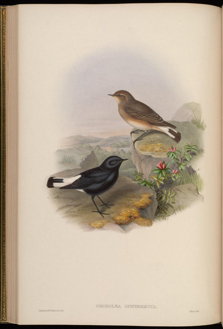 Dromolaea opistholeuca = Oenanthe picata opistholeuca da John Gould