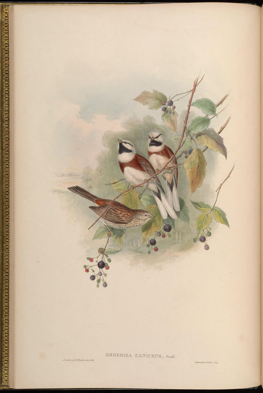 Emberiza caniceps = Emberiza stewarti da John Gould