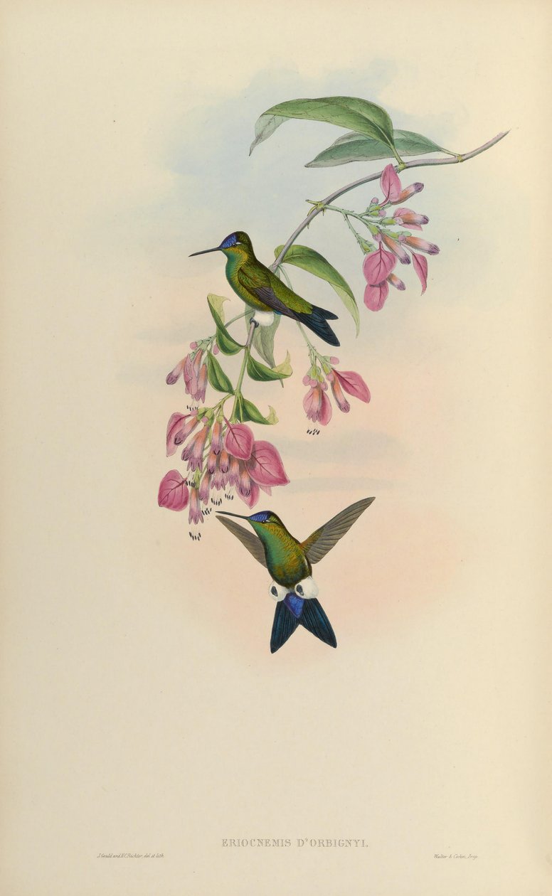 Eriocnemis dorbignyi da John Gould