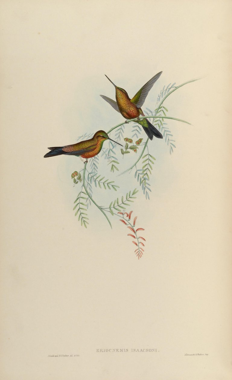 Eriocnemis isaacsoni da John Gould
