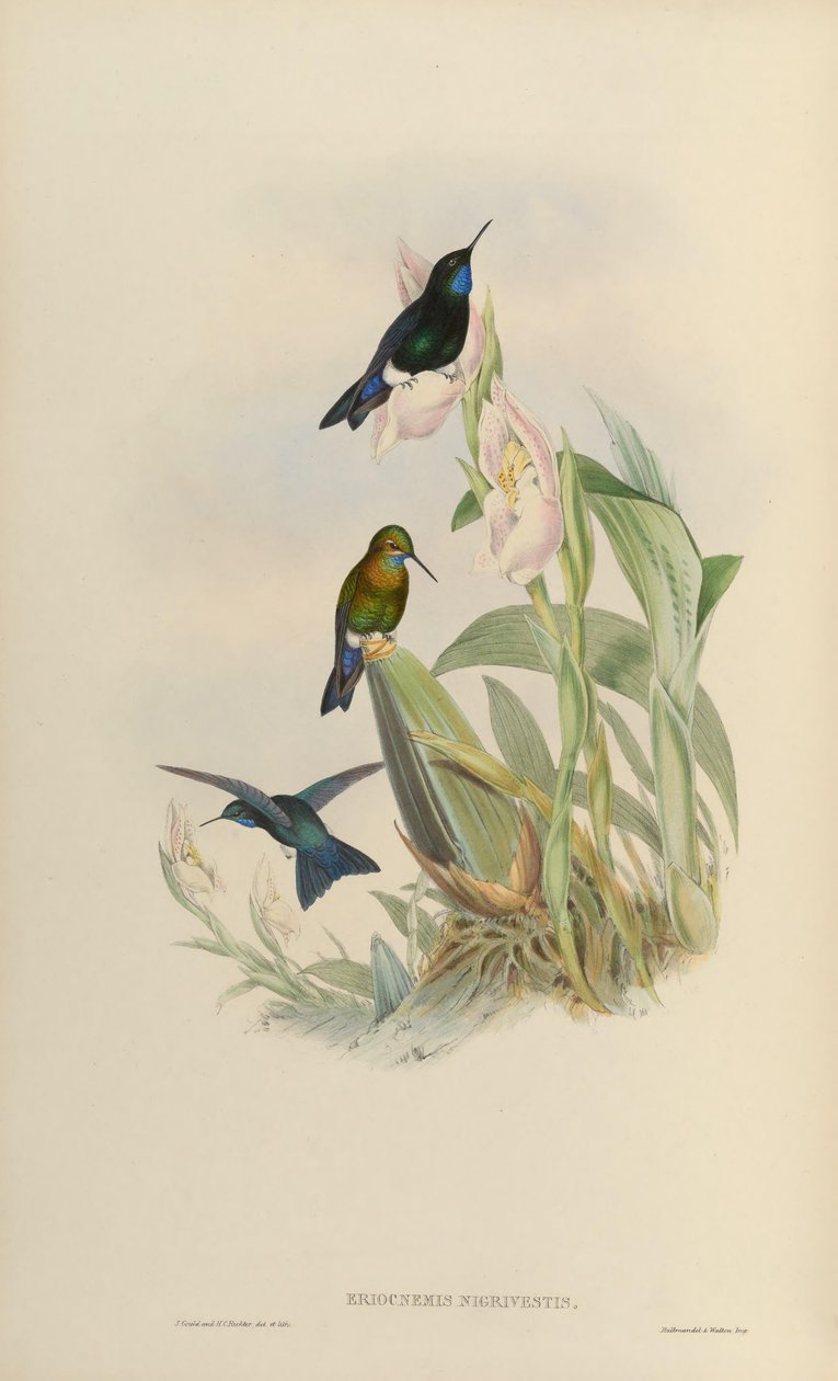 Eriocnemis nigrivestis da John Gould