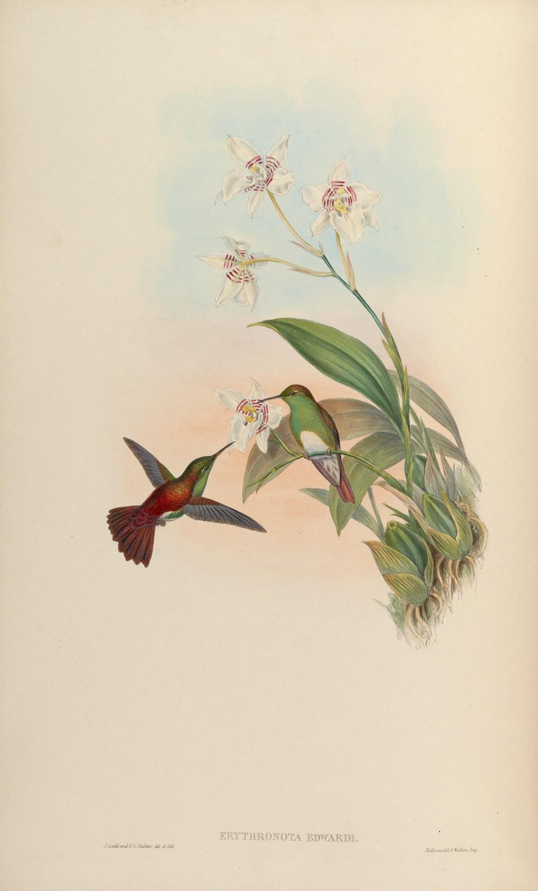 Erythronota edwardi = Amazilia edward da John Gould