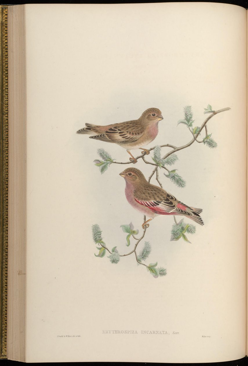 Erythrospiza incarnata = Bucanetes mongolicus da John Gould