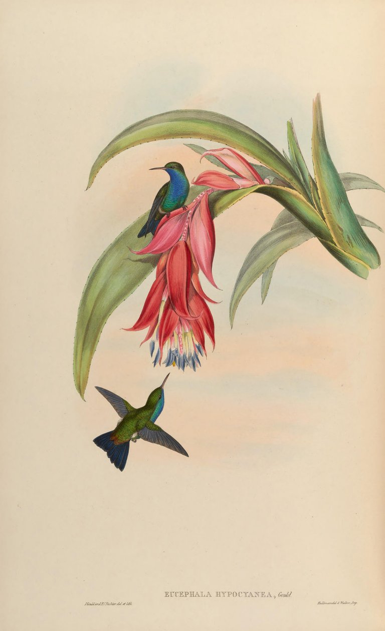 Eucephala hypocyanea da John Gould