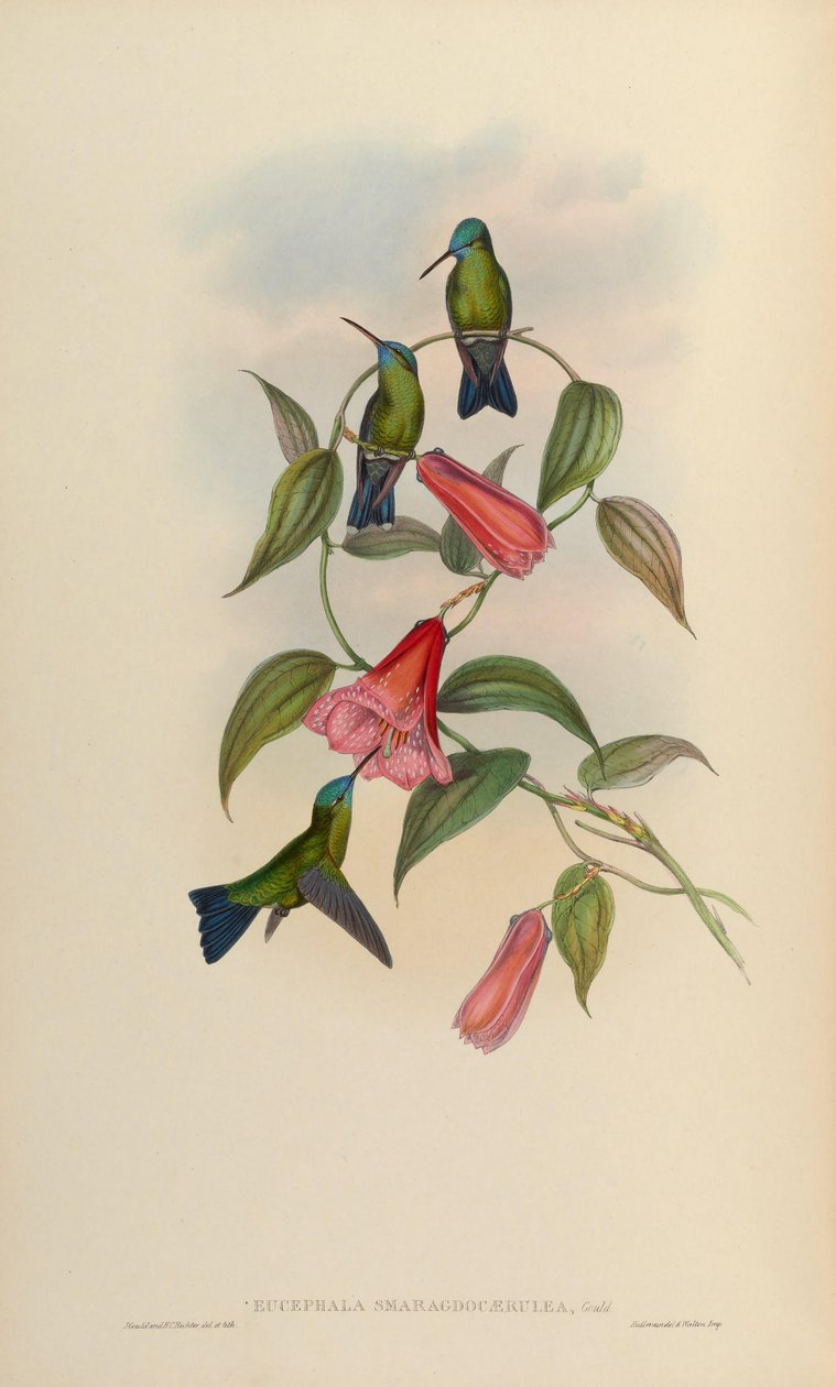 Eucephala smaragdo-caerulea da John Gould