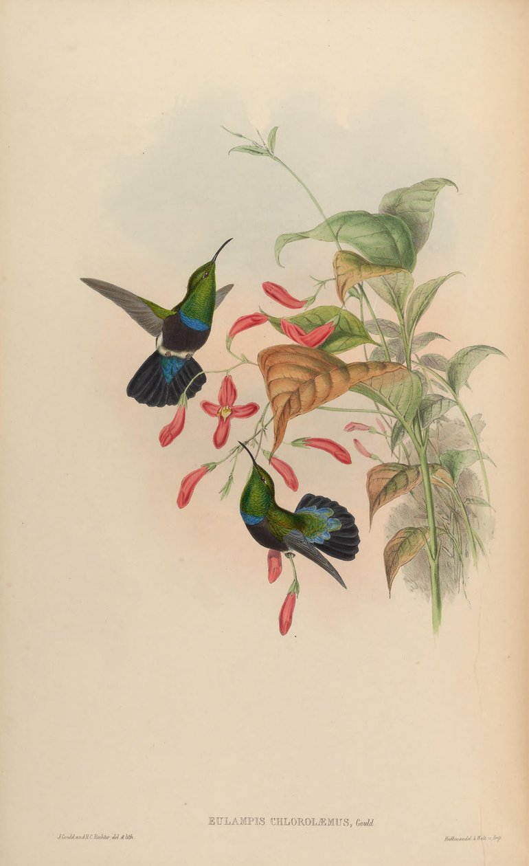Eulampis chlorolaemus = Eulampis holosericeus chlorolaemus da John Gould