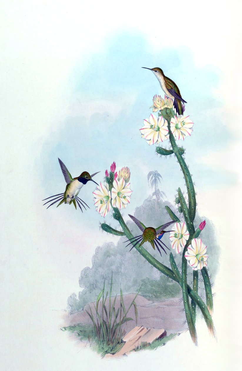 Eulidia yarrellii da John Gould