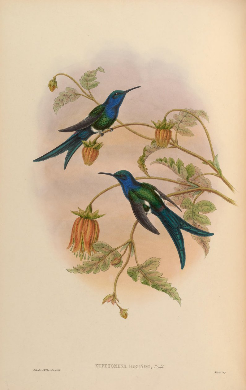 Eupetomena hirundo = Eupetomena macroura hirundo da John Gould