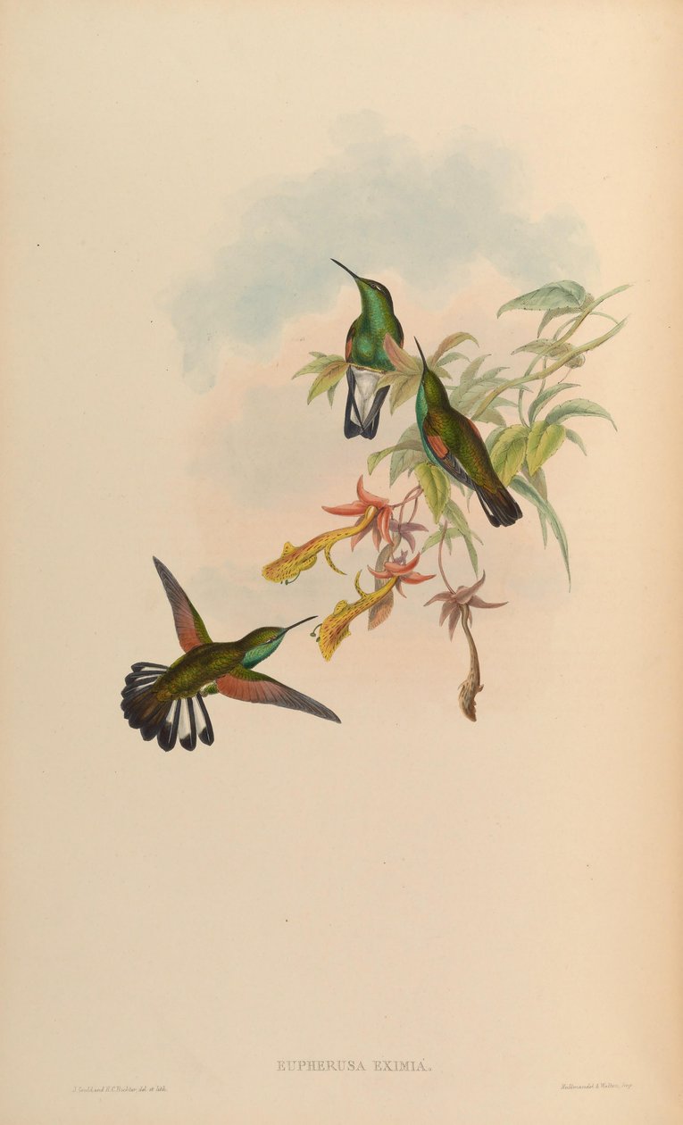 Eupherusa eximia da John Gould