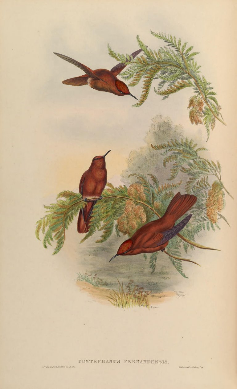 Eustephanus fernandensis da John Gould