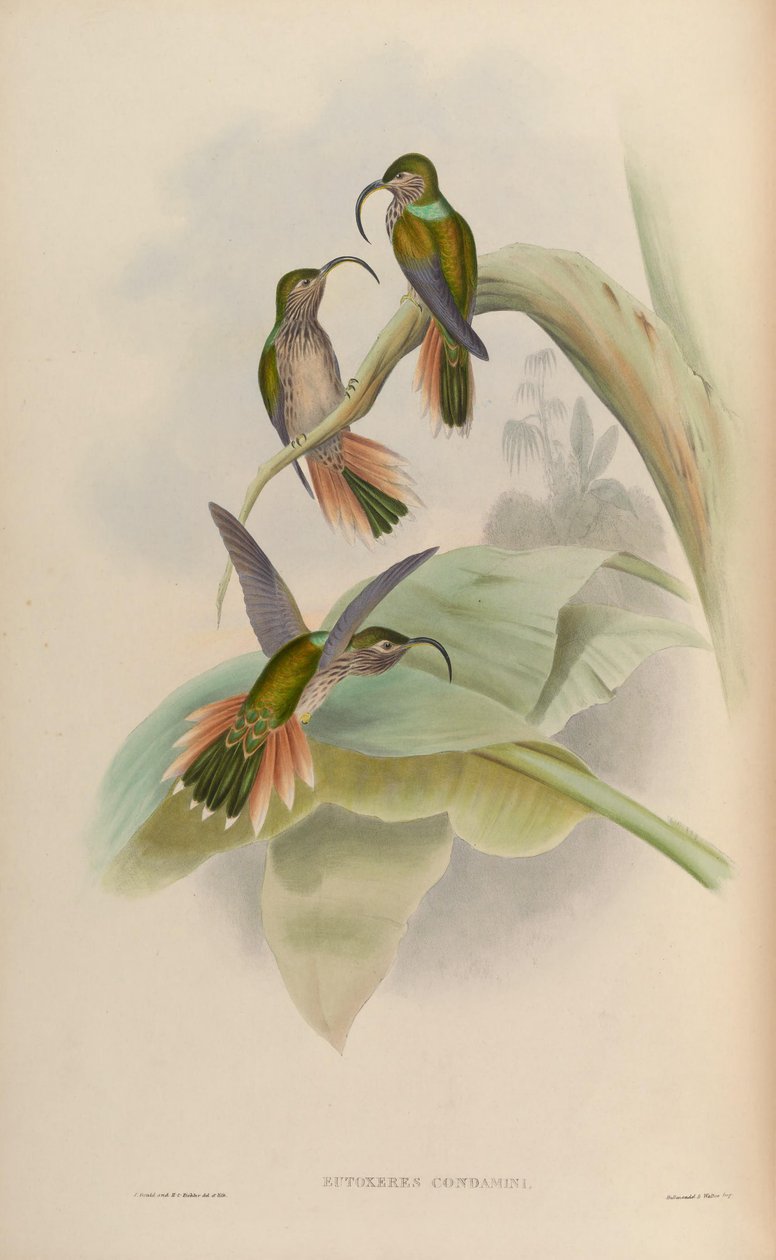 Eutoxeres condamini da John Gould