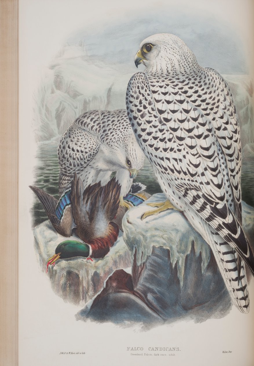 Falco candicans, tavola da The Birds of Great Britain di John Gould, pubblicato 1862-73 da John Gould