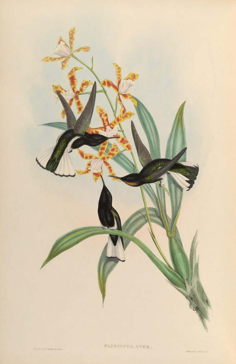 Florisuga atra = Florisuga fusca da John Gould