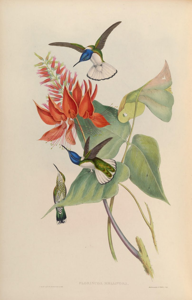 Florisuga mellivora da John Gould