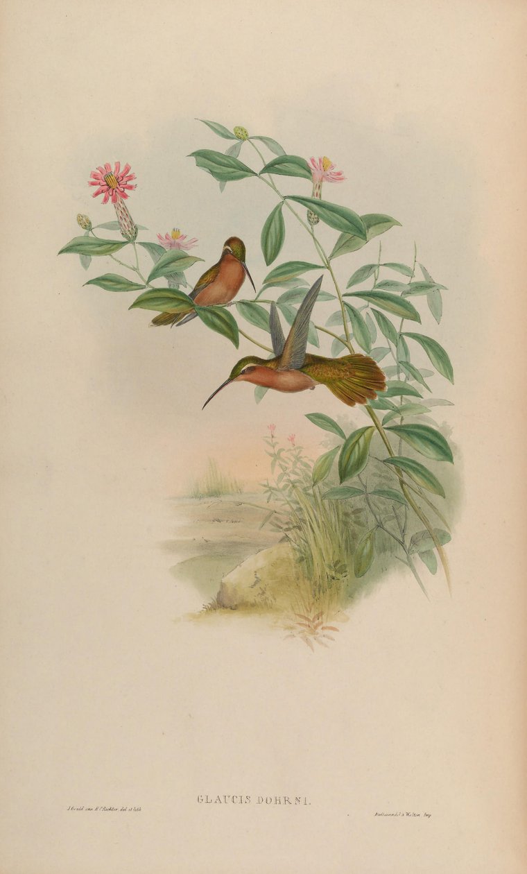 Glaucis dohrni = Glaucis dohrnii da John Gould