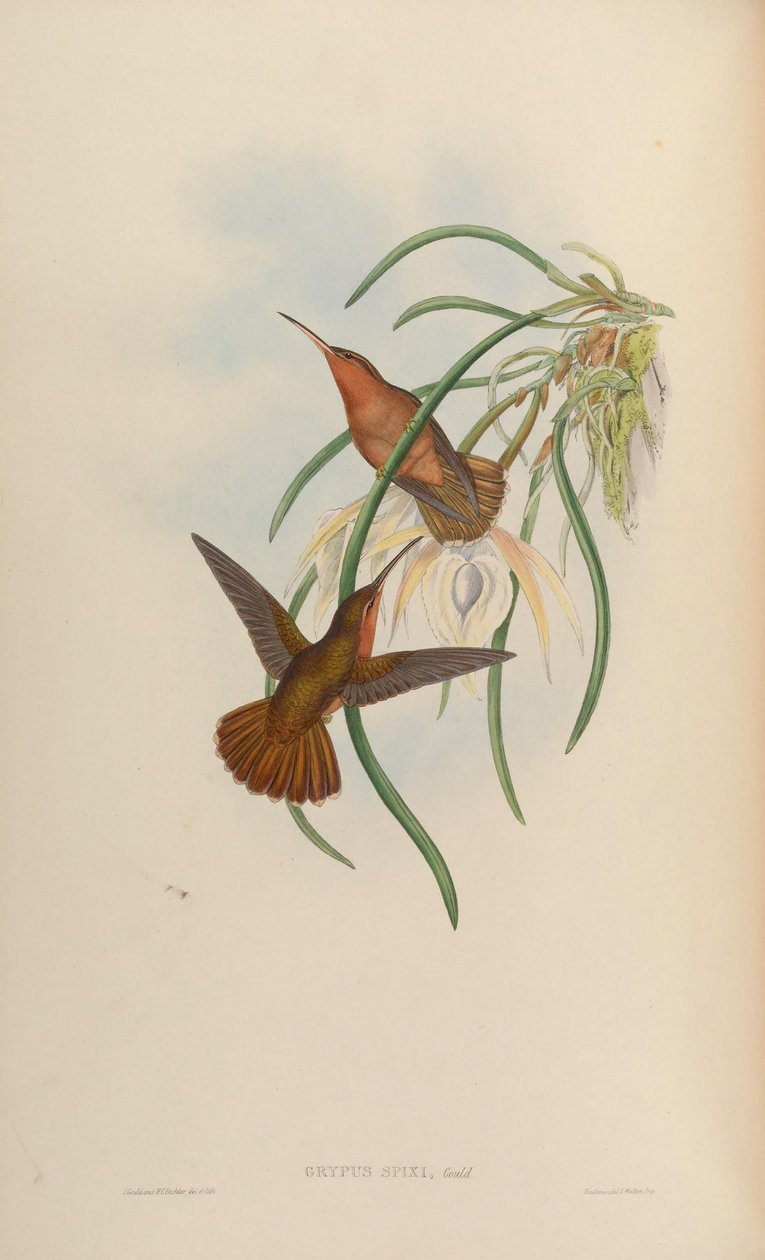 Grypus spixi da John Gould