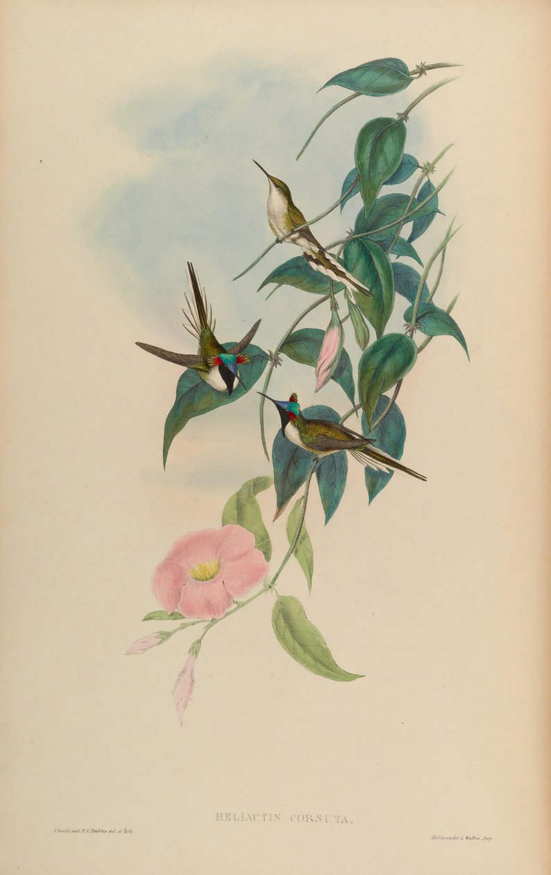 Heliactin cornuta = Heliactin bilophus da John Gould