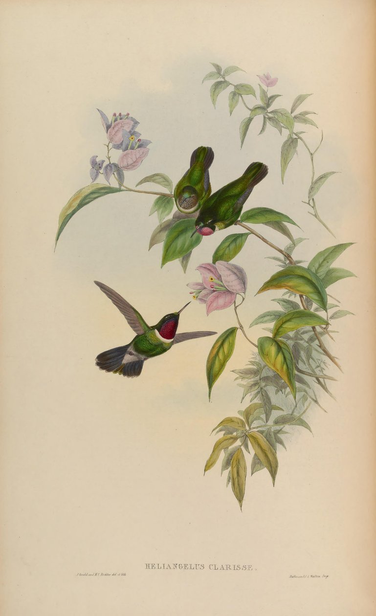 Heliangelus clarissae = Heliangelus amethysticollis clarisse da John Gould