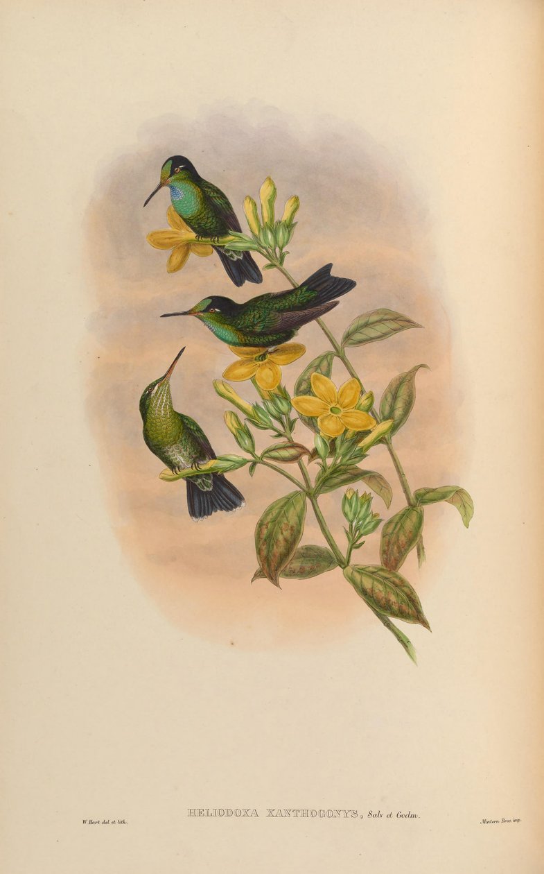 Heliodoxa xanthogonys da John Gould