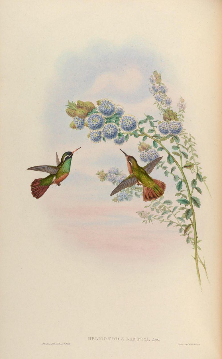 Heliopaedica xantusi da John Gould