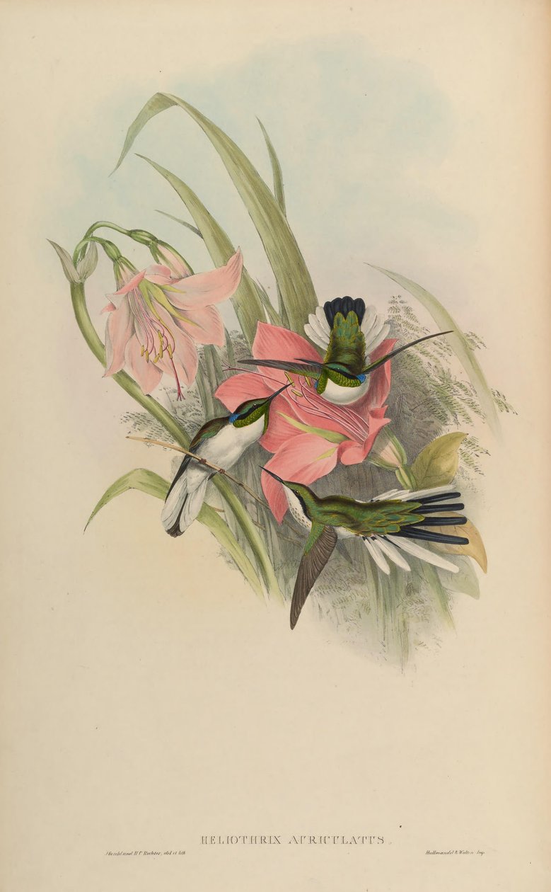 Heliothryx auriculata = Heliothryx aurita auriculata da John Gould