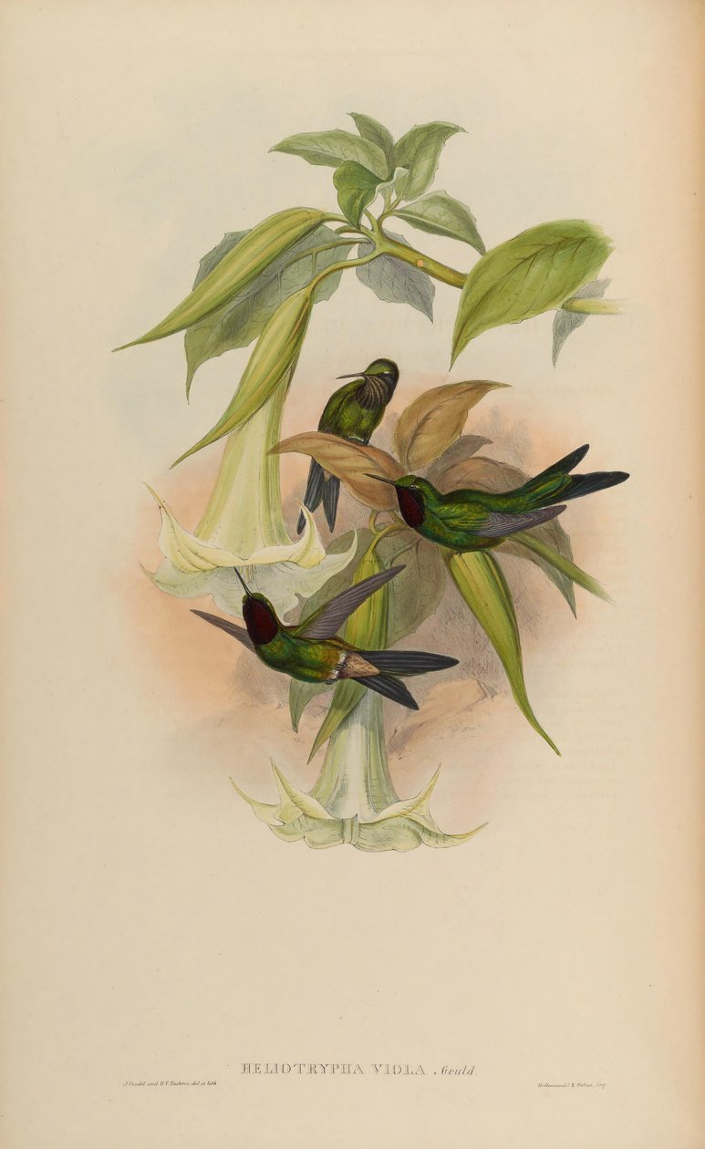 Heliotrypha viola = Heliangelus viola da John Gould