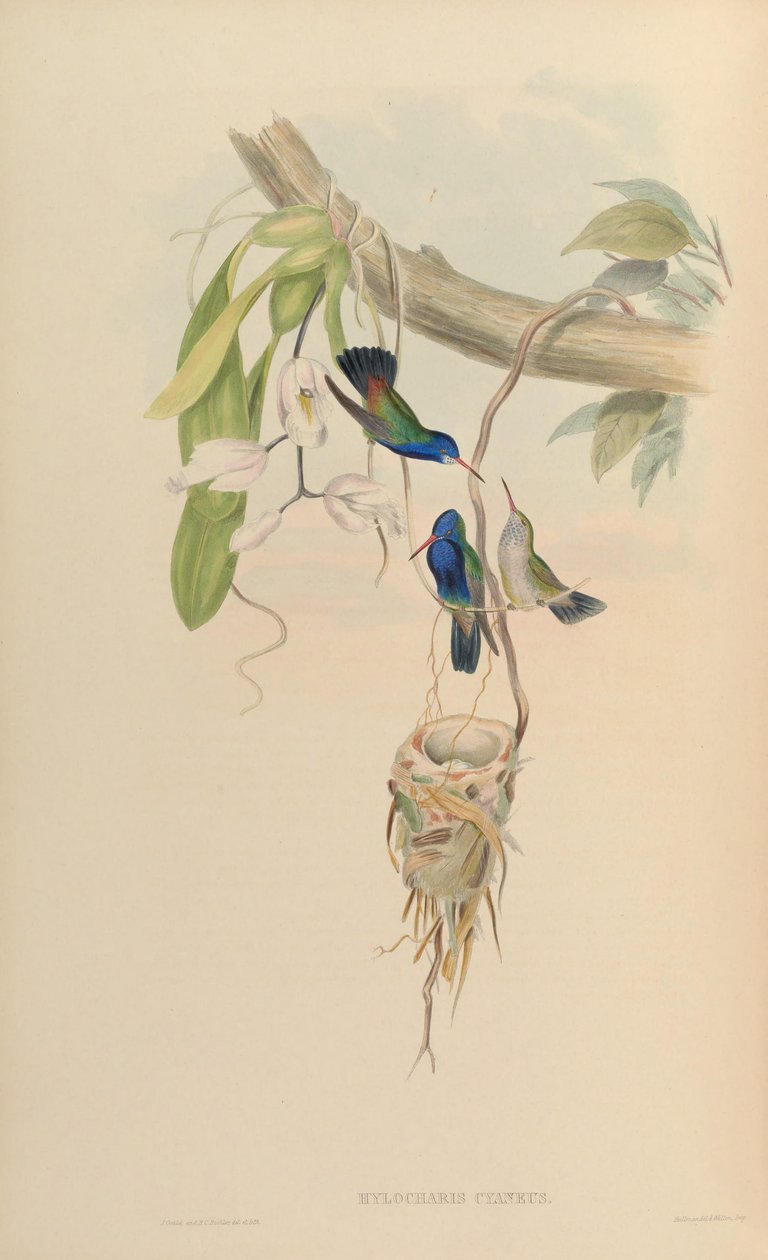 Hylocharis cyaneus da John Gould