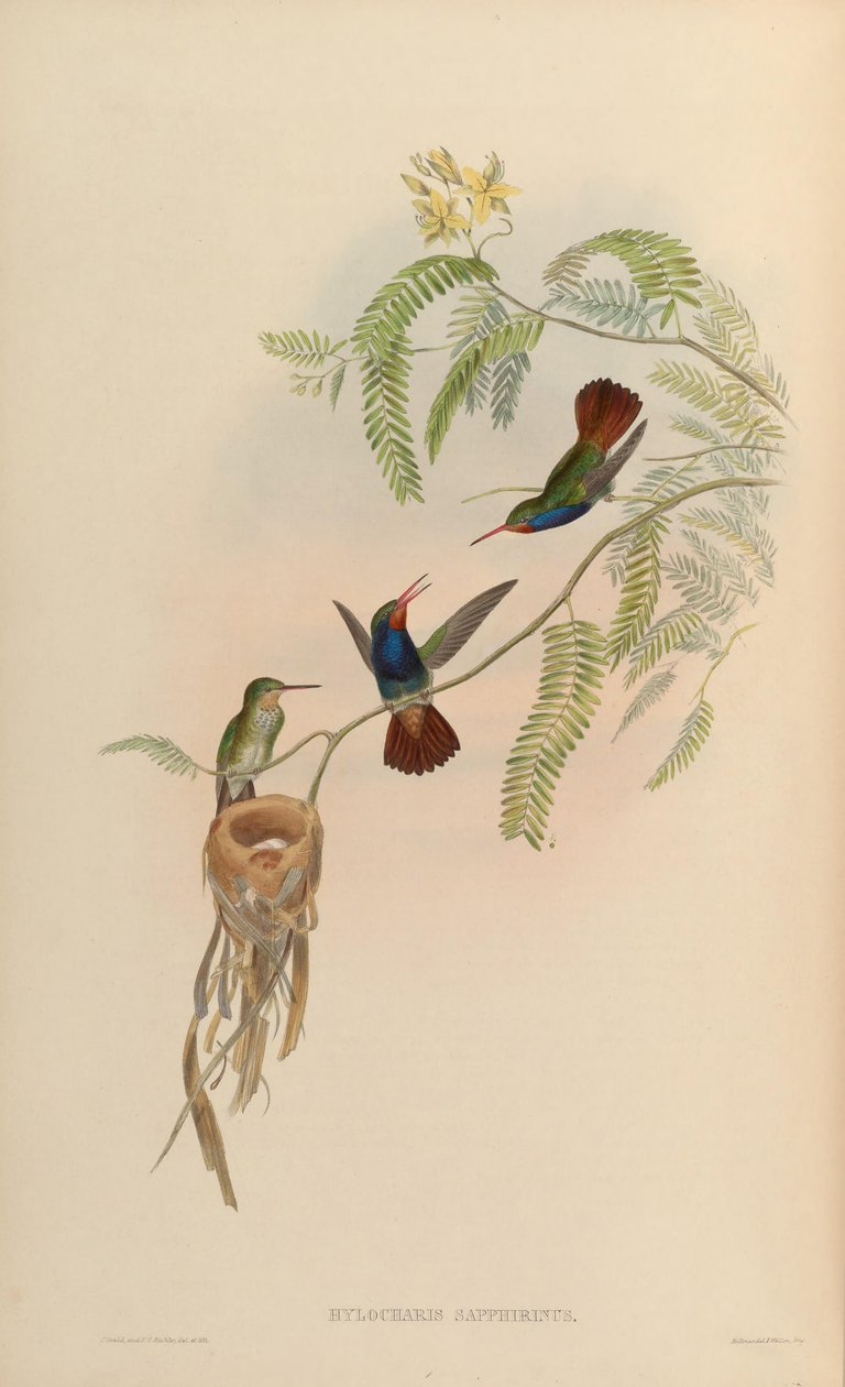 Hylocharis sapphirina da John Gould