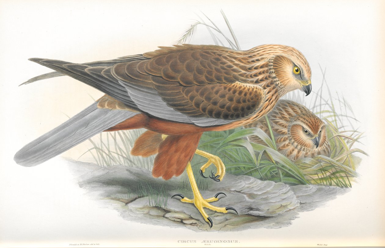 Illustrazione di Circus Aeruginosus (Falco di palude) da John Gould