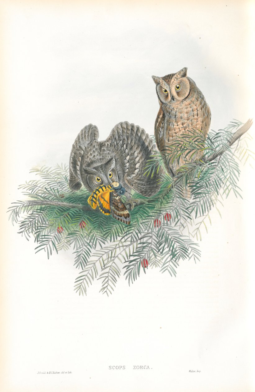 Illustrazione di Scops Zorca (Gufo scops) da John Gould