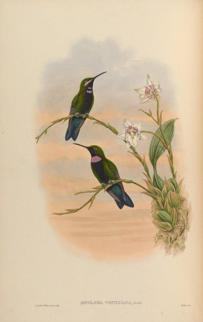 Ionolæma whitelyana = Heliodoxa schreibersii whitelyana da John Gould