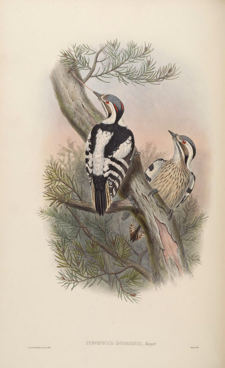 Iyngipicus scintilliceps = Dendrocopos canicapillus scintilliceps da John Gould